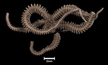 Media type: image;   Invertebrate Zoology OPH-3134 Aspect: ventral